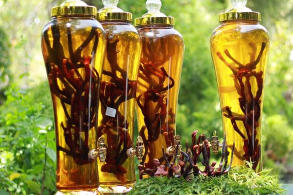 Lưu ý an toàn khi sử dụng các loại rượu ngâm