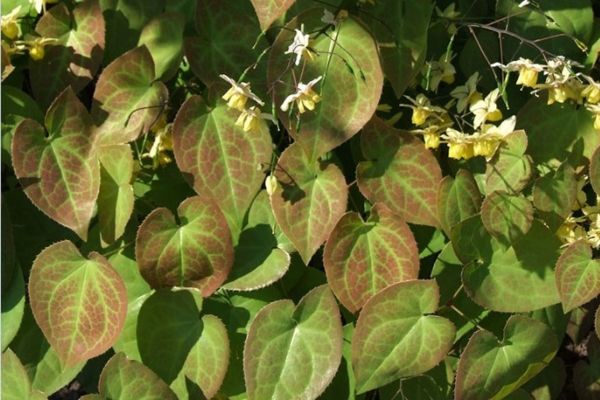 Cây dâm dương hoắc: khái quát, tên gọi – đặc điểm nhận biết