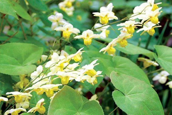 Cây dâm dương hoắc