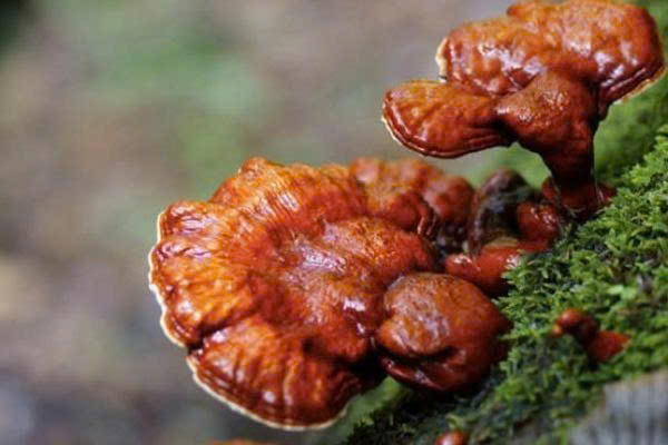 Nấm linh chi ngâm rượu
