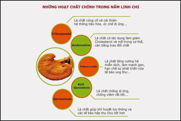 Tổng quan, cơ chế và nhóm hoạt chất tiêu biểu