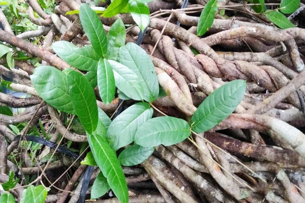 Cây tơm trơng