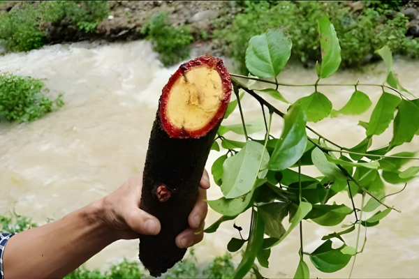 Cây tơm trơng