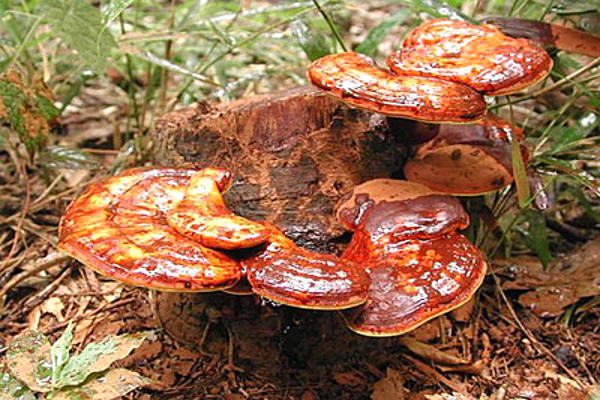 Nấm linh chi