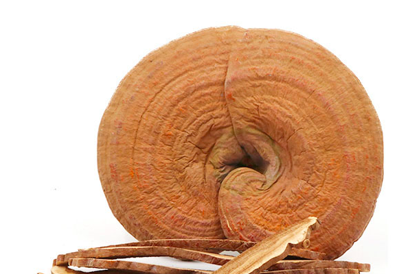 Trồng nấm linh chi tại nhà