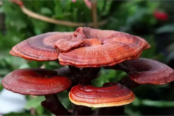 công dụng của linh chi