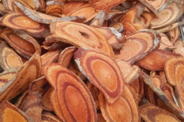 Nguồn gốc và đặc điểm nhận biết cây mú từn 