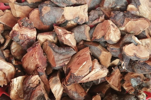 Tác dụng cây mú từn trong hỗ trợ sinh lý nam giới