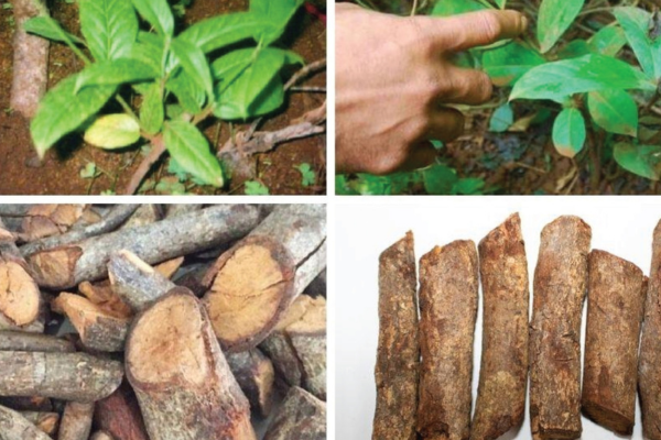 cây tơm trơng có tác dụng gì