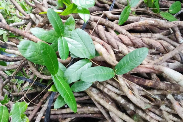 Nguồn gốc và tên gọi dân gian của tơm trơng 