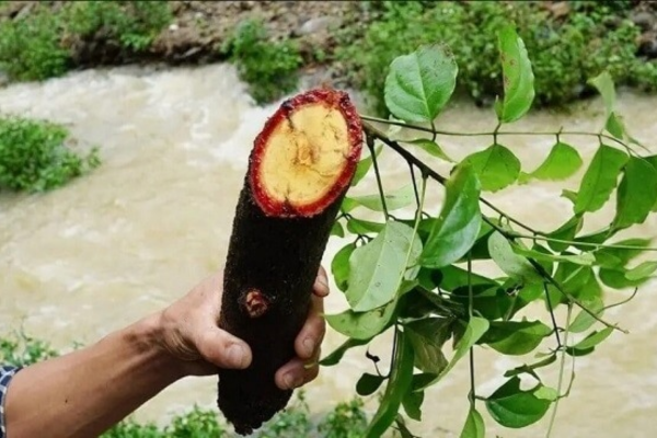 Cây tơm trong thường có thân gỗ