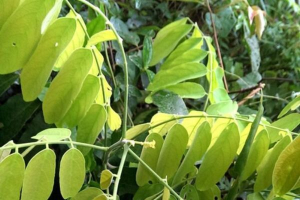 công dụng cây mú từn