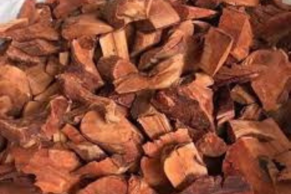 Công dụng cây mú từn đối với thể trạng và sinh hoạt hàng ngày