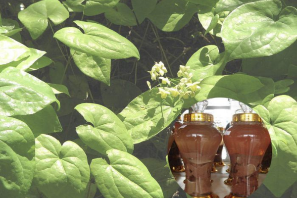 Công dụng của dâm dương hoắc tác động từ sinh lý đến thể chất