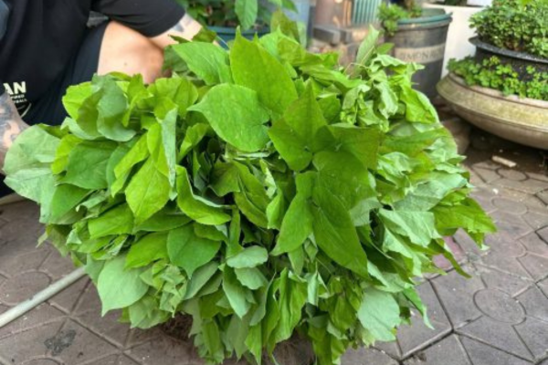Làm cỏ giúp đất thông thoáng, cây phát triển tốt
