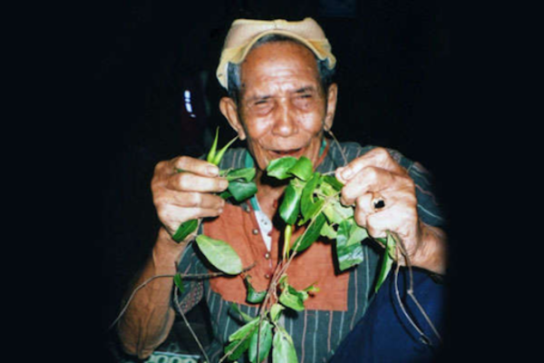 Cây tơm trơng có mùi thơm nhẹ