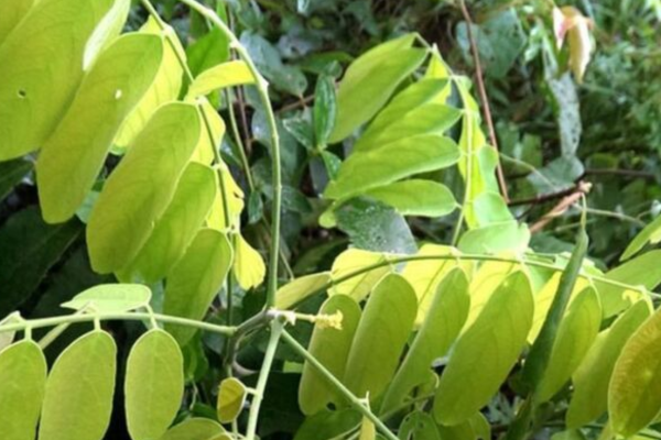Mú từn còn được sử dụng để ngâm rượu
