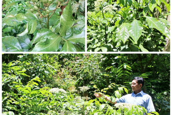 Cây mú từn